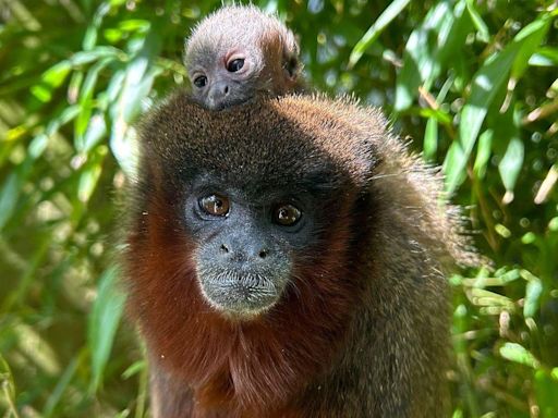 Colchester Zoo welcomes new adorable baby monkey to first-time parents