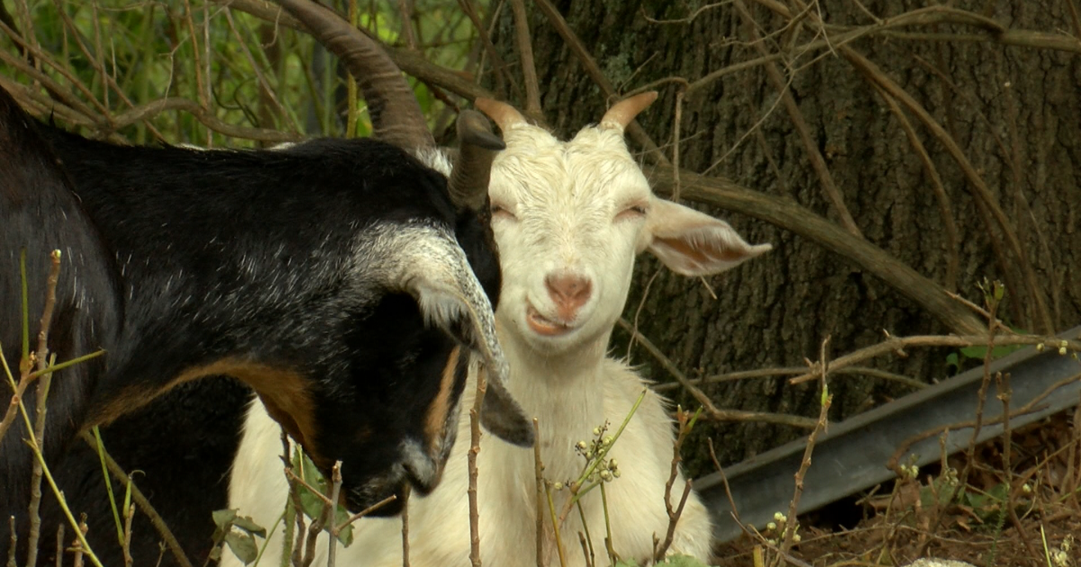Village of Whiting enlists the help of goats to take on invasive species
