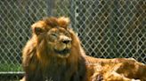 NJ zoo mourns death of friendly lion 'Simba'