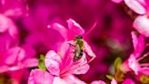 We have no idea if pesticide protections for bees actually work — a serious issue for conservation