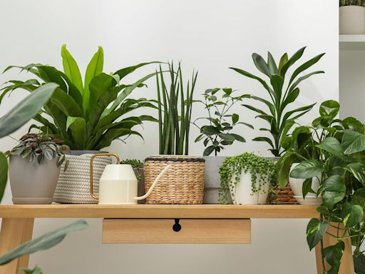 These pretty houseplants are REALLY hard to kill