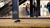 Deadly in dogs and humans, cases of bacterial infection linked to rats trend up in NYC