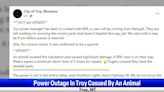 Squirrel causes major power outage to the city of Troy