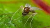 A tropical disease that can cause 'chronic ulcer-type lesions' is spreading across the US through sand flies