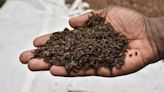 Orphans in Congo fed palm weevil larvae in bid to beat malnutrition