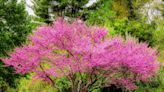 10 Fastest-Growing Trees for Shade, Privacy, and Beauty