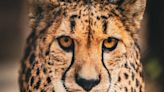 Gretchen the Cheetah Briefly Escapes from Her Enclosure at Omaha Zoo