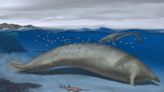 Una antigua ballena de Perú podría ser el animal más grande de la Tierra