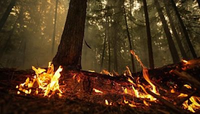 Active wildfires tick up in central B.C., risk of lightning coming to the north