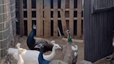Fowl-play: Rogue peacocks escape farm to explore Brighton neighborhood