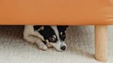 Dogcharmer: Is it just loud noises? - The Martha's Vineyard Times
