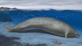 39 million-year-old extinct whale ‘may be heaviest animal that ever lived’