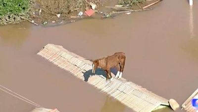 Caramelo the horse rescued from a rooftop amid Brazil floods in a boost for a beleaguered nation