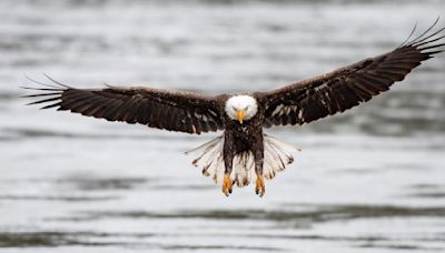 Opening Day: Yellowstone National Park begins 2024 season