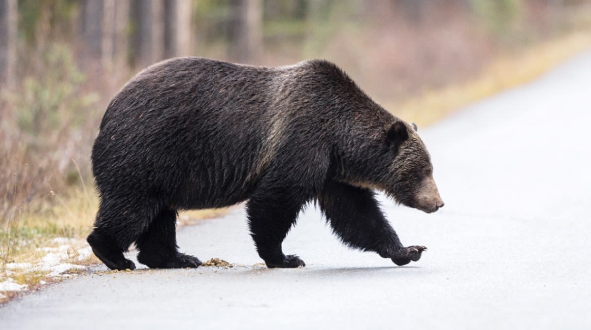 Grizzly Bear Seen Chasing Down Moose in Wild Montana Video