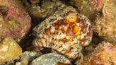 How Many Octopuses Are Too Many? Family Pet Lays 50 Surprise Eggs