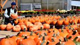 Get carving: 5 places to grab a pumpkin (and more) in Central Mass.