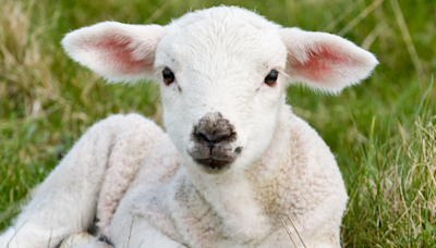 Precious Lamb Born Without Hooves Finds Loving Home at Australian Rescue