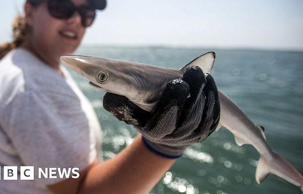 Sharks off Brazil coast test positive for cocaine