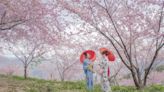 賞櫻不用飛日本 福壽山千櫻園浪漫迎賓