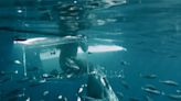 Get Ready for Shark Week with This Suspenseful Great White Shark Encounter — WATCH