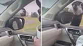 Llama Hilariously Gets A Little Too Up Close & Personal With Women At Drive-Through Safari