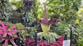 Rare, stinky Corpse Flower blooming at Mitchell Park Domes