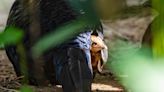 臺北市立動物園首度孵化「越南鷴寶寶」 小傢伙害羞藏爸爸羽毛下