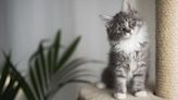 Alerta felina: las 4 razas de gatos más peligrosas que los veterinarios no recomiendan tener en casa