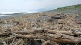 宜蘭海岸線漂流木處理實戰演練 避免二次災害