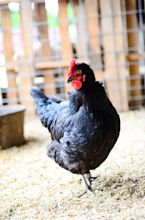 Culling Old Laying Hens: What to look for and why we do it. - The ...