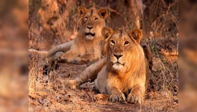 Gujarat betting big on tourism with its upcoming lion-leopard safari park