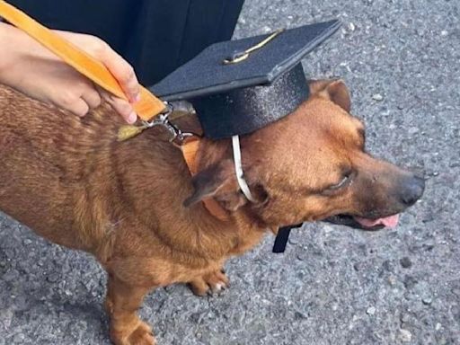 "El Cejas", perro callejero se gradúa de una secundaria en Coahuila