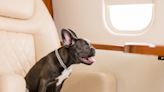 New Luxury Dog Airline From BarkBox Is Already Giving Major FOMO