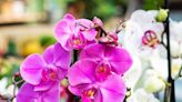 Quelle terre pour rempoter une orchidée ?