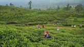 Sri Lanka's tea producers warn 70% wage hike will hit industry