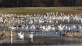 Arkansas Game and Fish reports finding highly pathogenic bird flu in wildlife flocks