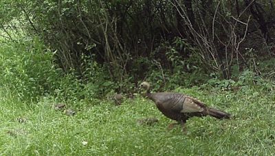 Oak Duke: How warm, early spring impacts turkey poult survival and results in late hatches