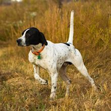Black and White English Pointer - Profile | Facts | Care | Diet - Dog Dwell