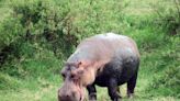 Hippos can launch themselves airborne for split seconds at a time, surprising scientists