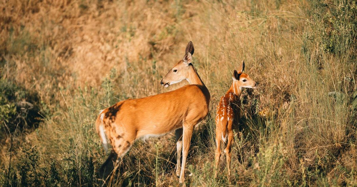 Hunting season revisions proposed for explosive deer population