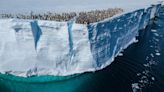 Why are these emperor penguin chicks jumping from a 50-foot cliff?