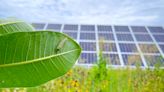 At Solar Farms Planted with Native Vegetation, Insects Flourish