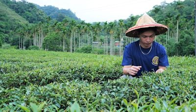 新北春季包種茶市級評鑑出爐 青農蔡智霖奪百萬冠軍茶王