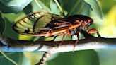 How billions of cicadas coordinate their emergence