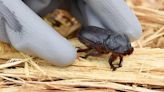 State seeks proposals on combatting invasive beetles