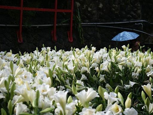 賞花快報！白石湖後湖溼地 鐵炮百合陸續綻放