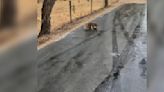 Driver Headed To Work Does A Double Take At Ball Of Fuzz Crouched In The Road