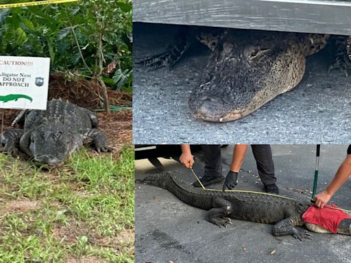 After 2 alligator scares in weeks, NC beach town police warn about ‘aggressive’ gators