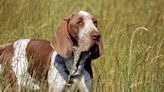 Meet the Bracco Italiano, the 200th Breed Recognized by the American Kennel Club